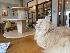 -猫小主咖啡·猫咖cat cafe(福田店)