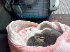 -瑞派福兴宠物医院犬猫全科·骨科·中西医结合(河东店)