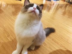 -芭比堂动物医院·犬猫全科·异宠专科(雁塔分院)