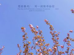 -高东镇樱花园