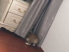 -翊宠yipet猫狗购宠庄园犬舍•猫舍