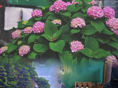 -花·fleur古董西餐厅(西城夜未央店)