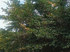 -邛海景风火盆烧烤(大石板古村二分店)