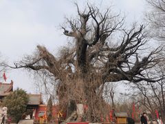 -大槐树寻根祭祖园