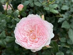 -人民公园(罗湖区)