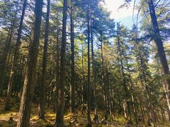 -芦芽山旅游度假区
