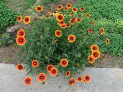 -东方巨龟苑景区