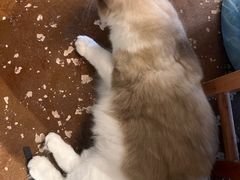 -猫猫幼稚园·撸猫·桌游·电玩