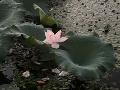 -月湖风景区