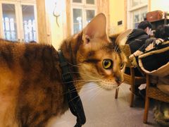 -猫色咖啡·猫咖