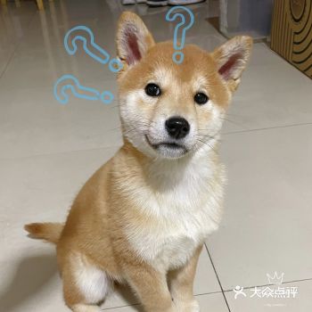 家附近的宠物店开张啦！