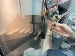 -帕帕拉兹宠物(亚洲旗舰店)