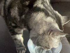-艾贝尔宠物医院·24H转诊中心·肿瘤猫专科(江宁双龙店)