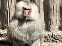 -上海野生动物园