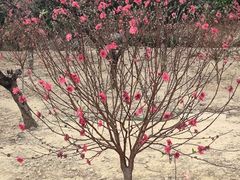 -南国桃园旅游度假区