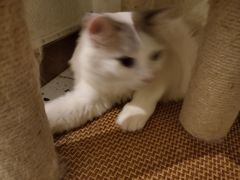 -喵喵咪呀布偶猫咖(春熙路店)