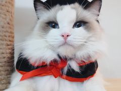 -Bastet sally猫舍购宠(静安店)