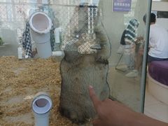 -怪兽屋·羊驼·猫咖·狗咖(俊华广场店)