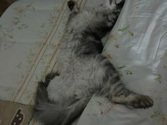 -纳吉亚猫专科动物医院博雅分院