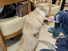 -藏猫猫咖啡主题馆(中央大道店)