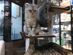 -宠小格时尚宠物生活馆(唐镇店)
