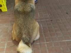 -柴犬高等学院·狗咖·柴犬售卖·宠物训练