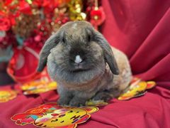 -喵宠乐园·撸猫互动·猫舍