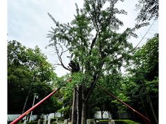 -上海佘山国家森林公园天马山园