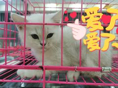 -艾贝尔宠物诊疗