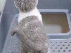 -70cat德文卷毛猫·缅因猫纯种猫舍