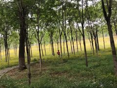 -东郊湿地公园