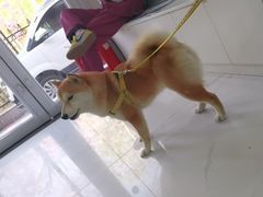 -纳吉亚猫专科动物诊疗中心(蒋宅口分院)