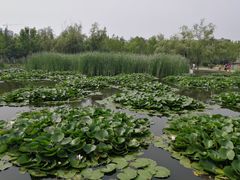 -前关湿地公园