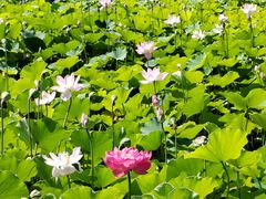 -莲花池公园