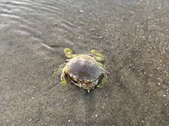 -万尾金滩