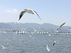-海埂大坝