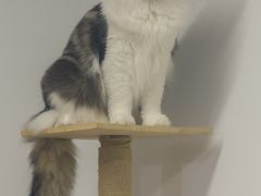-柴迷FANS CLUB·柴犬狗咖·猫咖