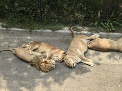 -大连森林动物园