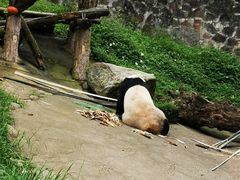 -都江堰中华大熊猫苑