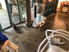 -喵屿·大理花园猫咖