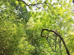 -上海佘山国家森林公园西佘山园