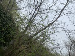 -顾村公园