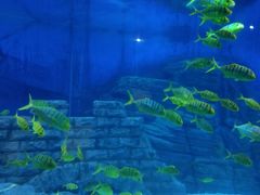 -烟台海昌鲸鲨海洋公园