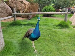 -西霞口神雕山野生动物世界