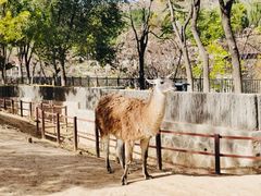 -石家庄市动物园