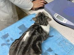 -芭比堂动物医院·CT·微创中心(新顺分院)