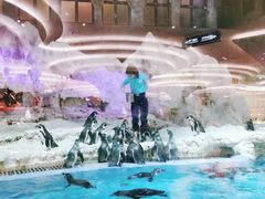 -帝企鹅自助餐厅•儿童岛•真企鹅(长隆企鹅酒店)