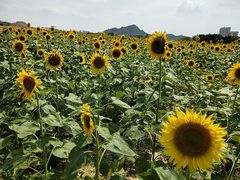 -光明小镇欢乐田园