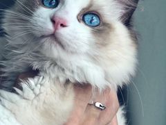 在新家的猫咪返图-Bastet sally猫舍购宠(静安店)