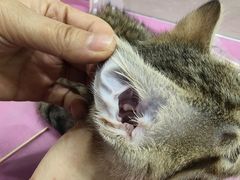 -北京观赏动物医院·24小时大型综合·猫专科·异宠专科